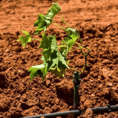 Vineyard Planting