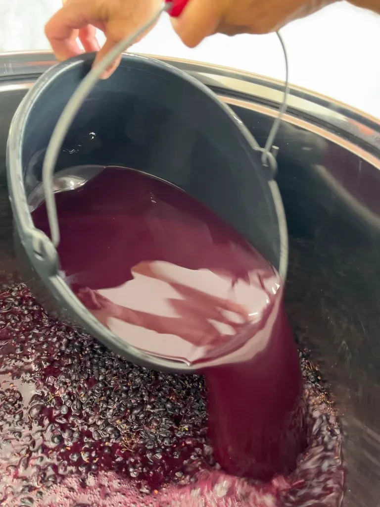 Wine Fermentation