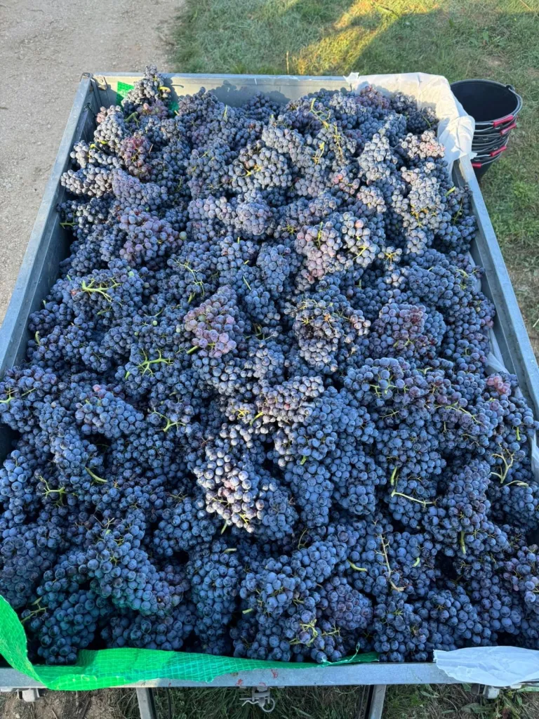 Wine Grape Harvest