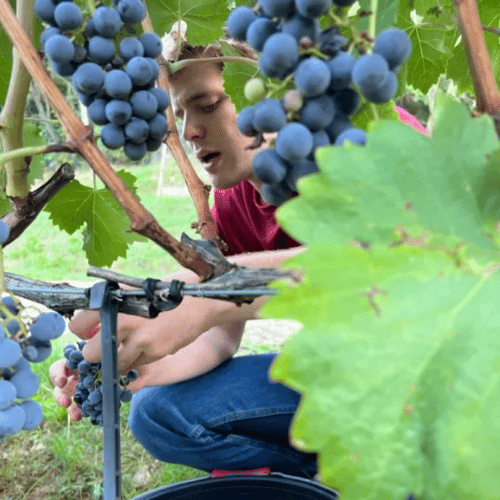 Harvesting Grapes