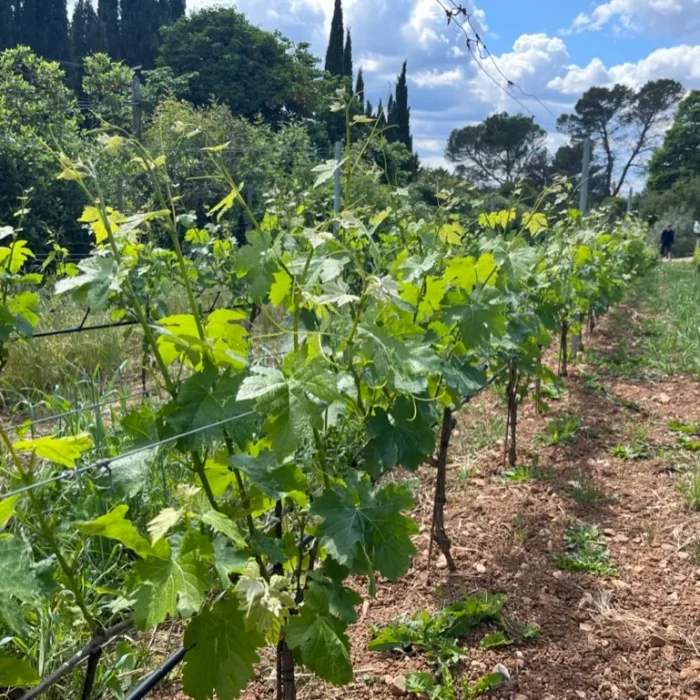 Life Cycle of a Vineyard