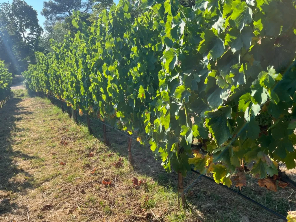 Life Cycle of a Vineyard
