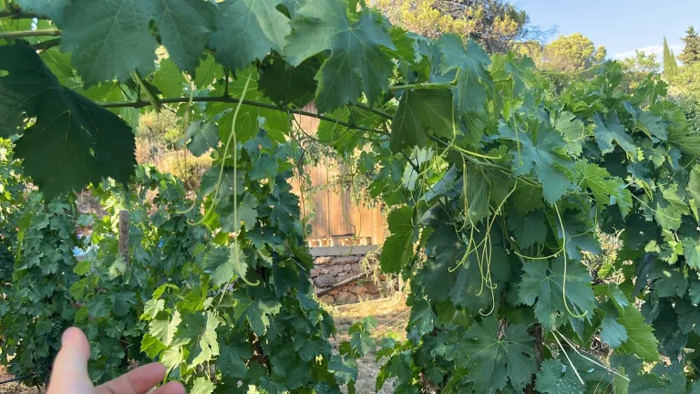 Green Pruning Life Cycle of a Vineyard