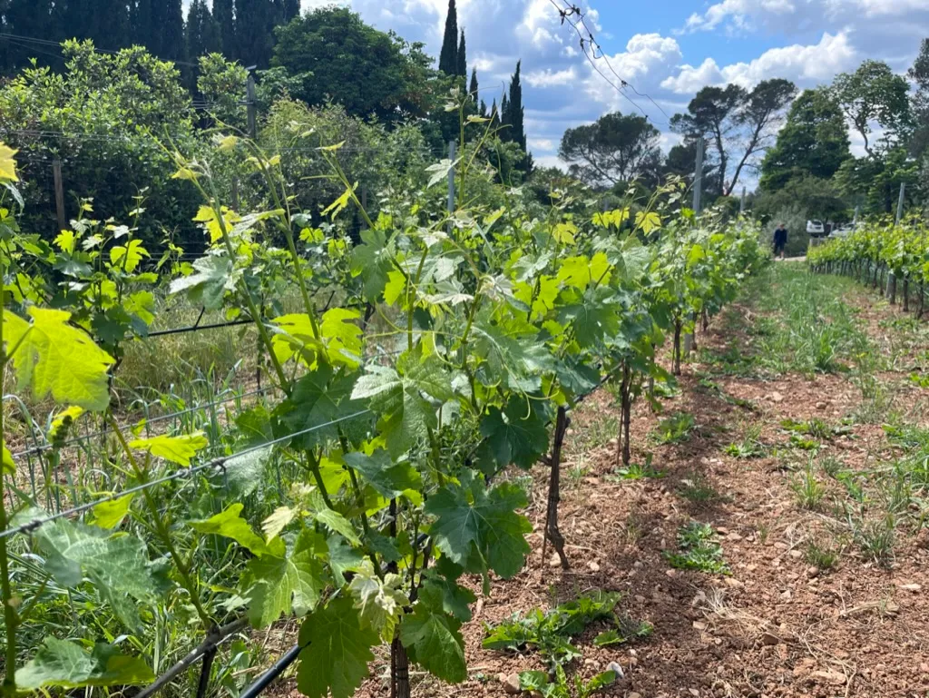 Life Cycle of a Vineyard