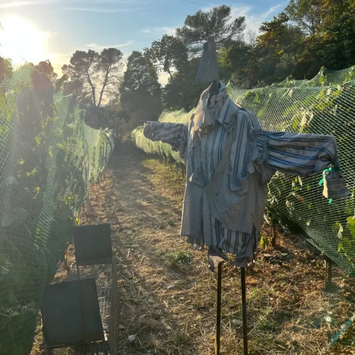 Vineyard pest mitigation