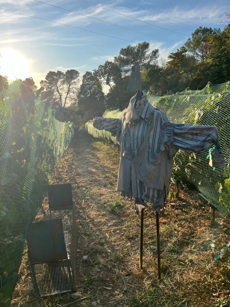 Vineyard pest mitigation