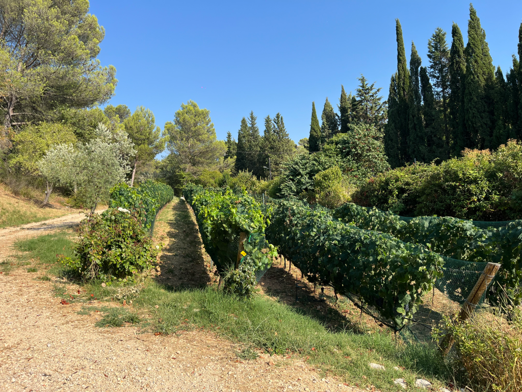 Summer Vineyard Pests