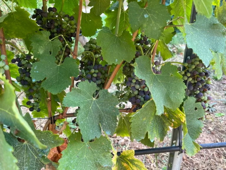 Life Cycle of a Vineyard Grape