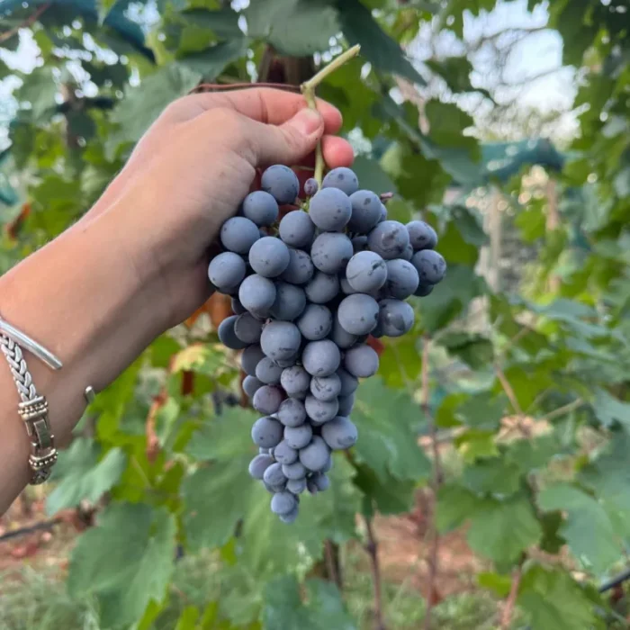 Vineyard Grape Harvest
