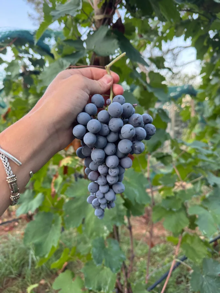 Vineyard Grape Harvest