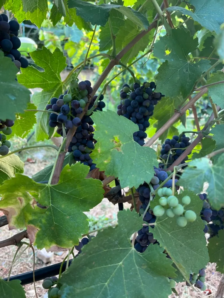 Life Cycle of a Vineyard