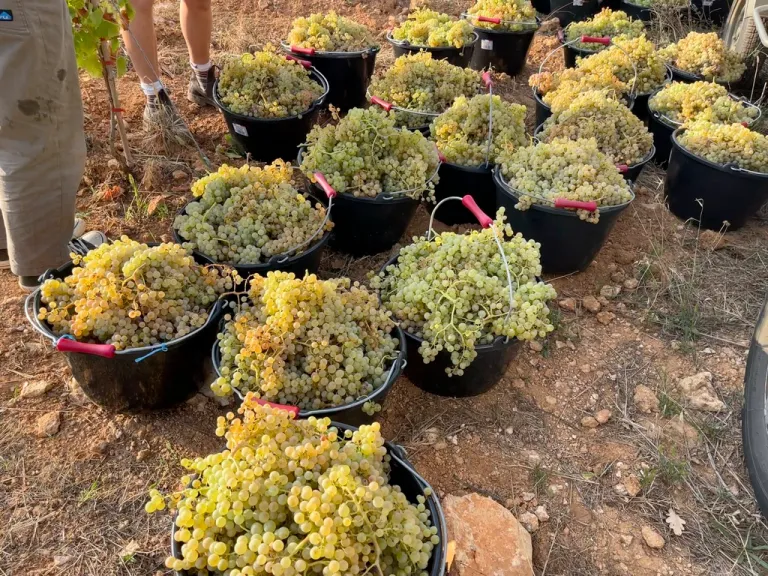 natural grape harvest