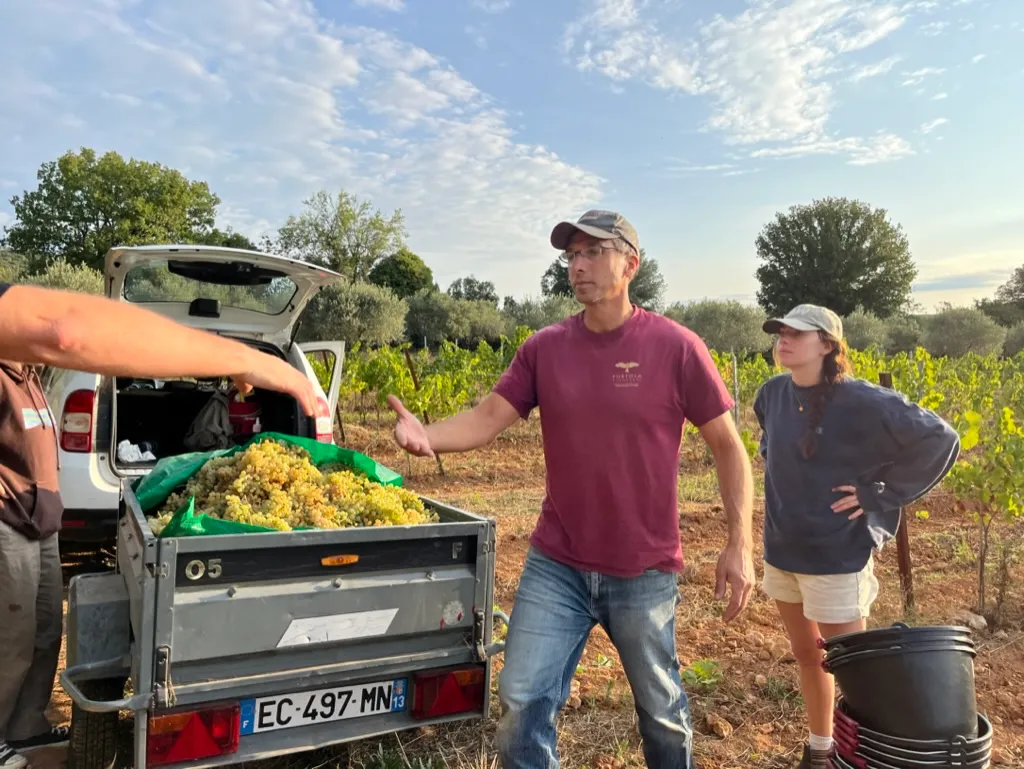 Wine harvest grapes